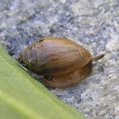 Melampus bidentatus