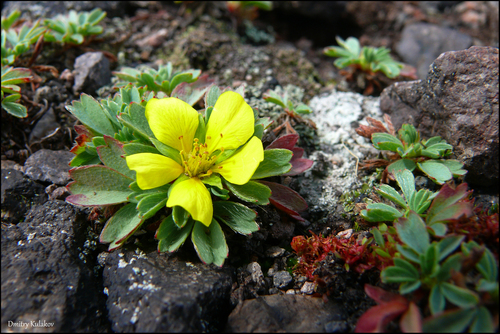 Sibbaldiopsis miyabei iNat (1)