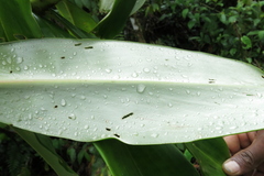 Dimerocostus argenteus