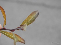 Salix salviifolia
