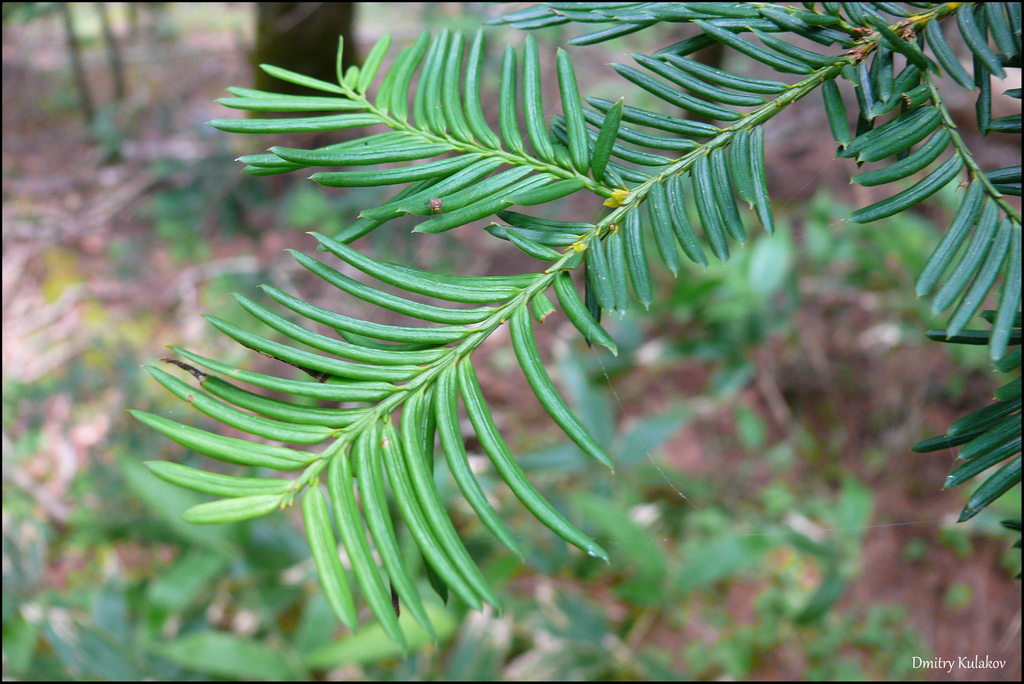 Thanh tùng Nhật – Taxus cuspidata
