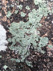 Lepraria membranacea