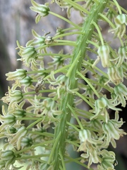 Ledebouria zebrina