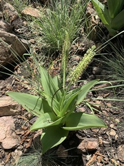 Ledebouria zebrina