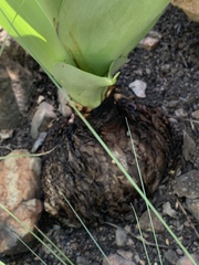 Ledebouria zebrina