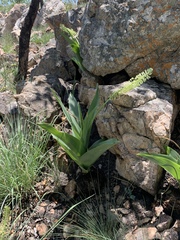 Ledebouria zebrina