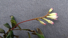 Spigelia genuflexa