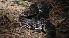 Pituophis melanoleucus melanoleucus