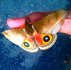Automeris