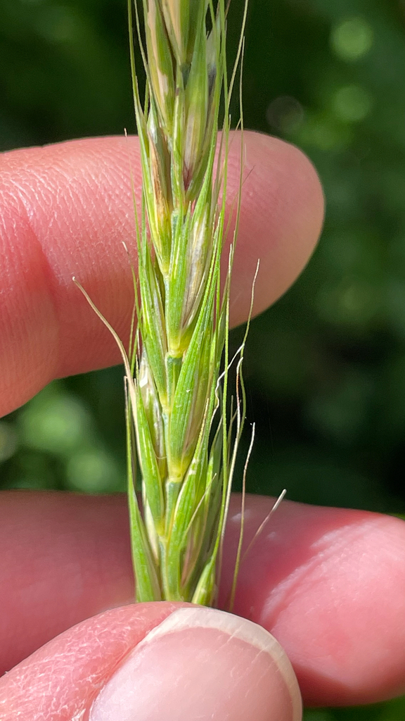 blue wild rye from Siyeh Bend Trail, Babb, MT, US on August 17, 2025 at ...