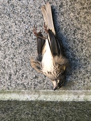 Zonotrichia albicollis