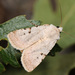 Chersotis margaritacea - Photo (c) Paolo Mazzei, some rights reserved (CC BY-NC), uploaded by Paolo Mazzei