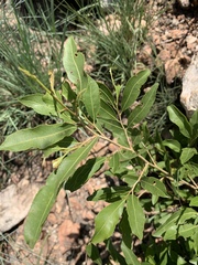 Ochna confusa