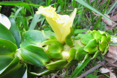 Dimerocostus argenteus