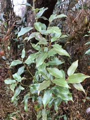 Neolitsea sericea