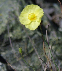 Papaver mcconnellii