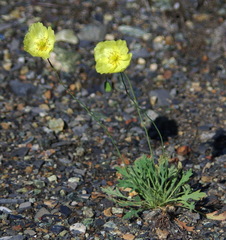 Papaver mcconnellii