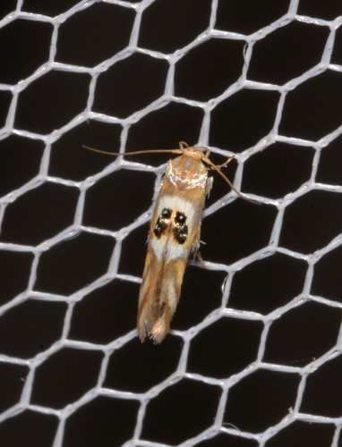 Hieromantis