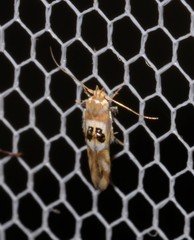 Hieromantis ephodophora