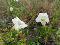 Asystasia gangetica