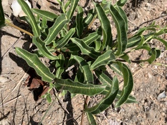 Raphionacme procumbens