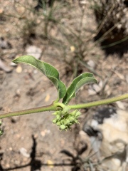 Raphionacme procumbens