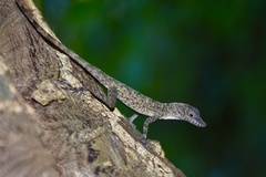 Anolis argenteolus