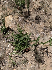 Raphionacme procumbens