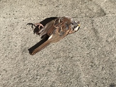 Zonotrichia albicollis