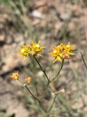 Asclepias aurea