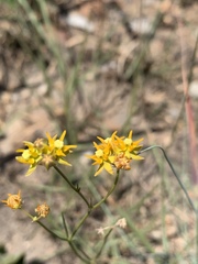 Asclepias aurea