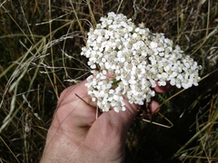 Achillea millefolium image