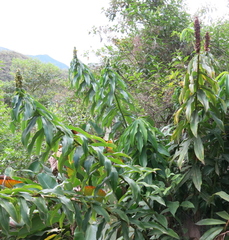 Dimerocostus argenteus