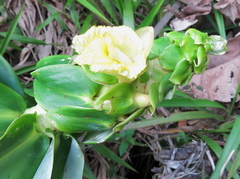 Dimerocostus argenteus