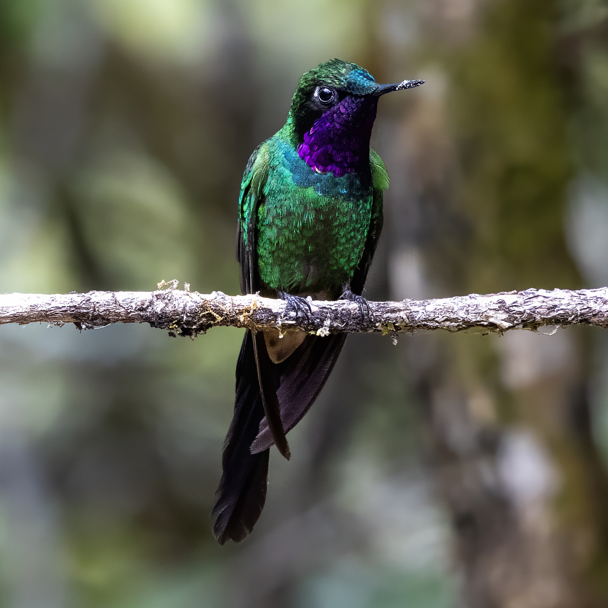 Purple-throated Sunangel (Heliangelus viola), photo 7