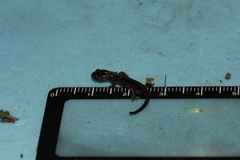 Hynobius arisanensis