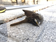 Zonotrichia albicollis