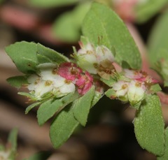 Euphorbia indivisa