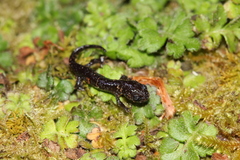 Hynobius arisanensis