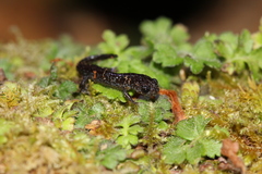 Hynobius arisanensis