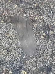 Bolinopsis infundibulum