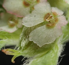 Euphorbia indivisa