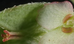 Euphorbia indivisa