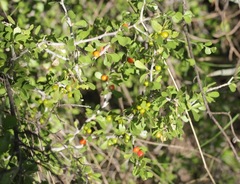 Schaefferia cuneifolia