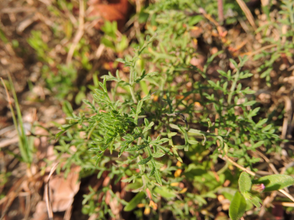 Ambrosia tenuifolia; photograph author not stated, no rights reserved