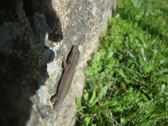 Podarcis guadarramae