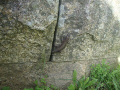 Podarcis guadarramae