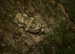 Barea chlorozona