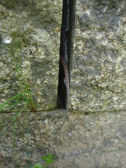 Podarcis guadarramae