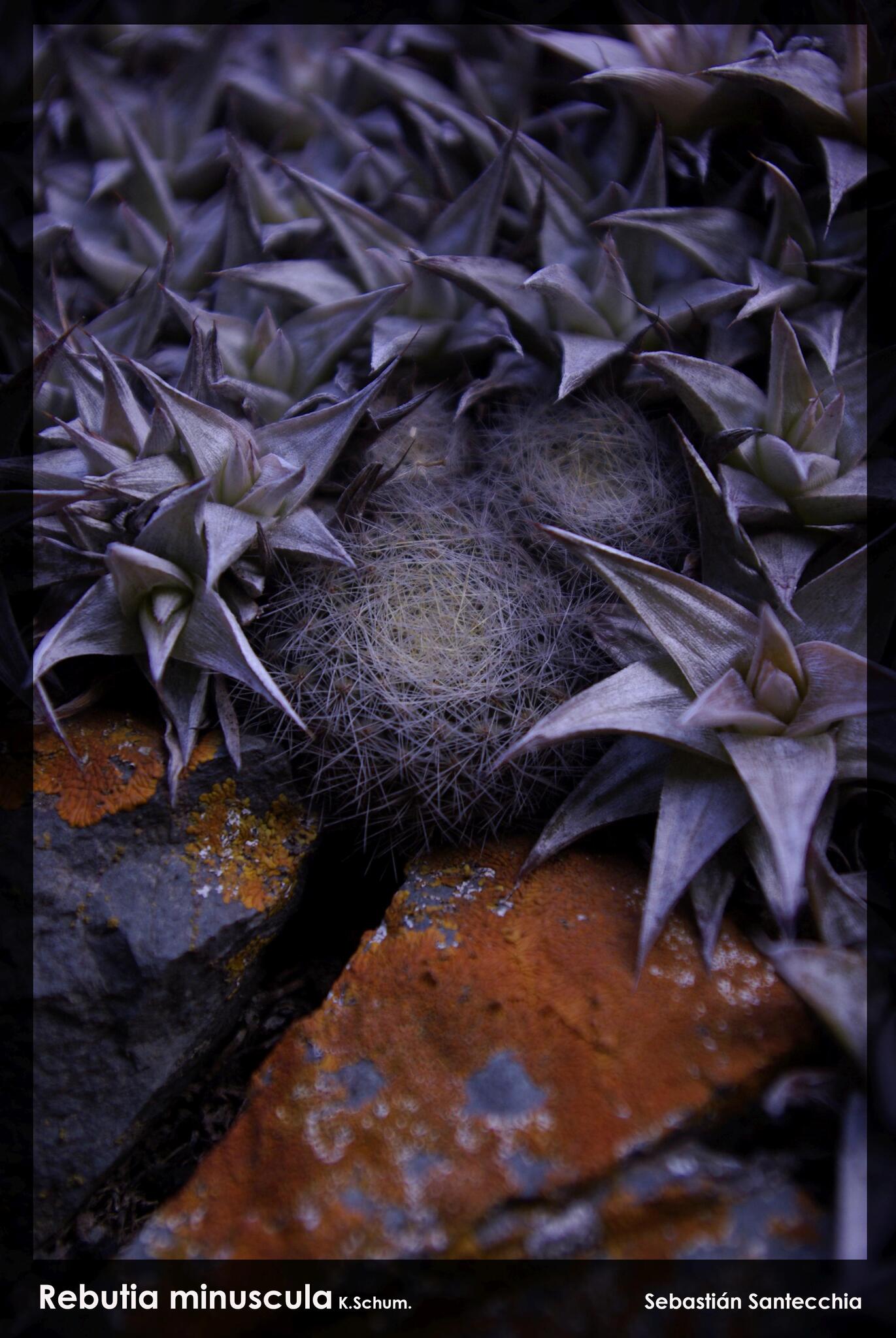 Rebutia Minuscula (Rebutia minuscula)